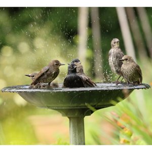 Bird Baths